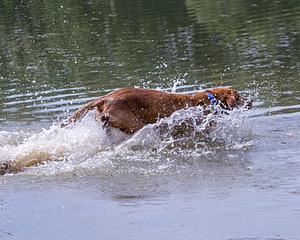 Chase