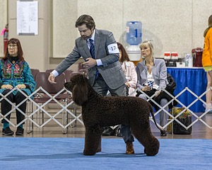 17 - GCH CH Quiet Storm My Boy's Wicked Smart  CGCA TKA (Bayes)