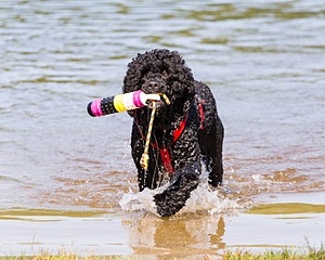 Phelps