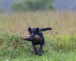 Kiwi Kankash