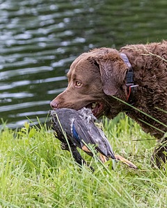 20170603-SHRW-1674.jpg
