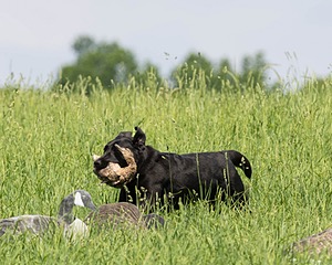 Pepper Ungar
