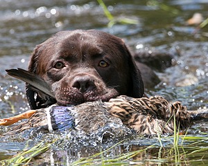 Duke Blanchard