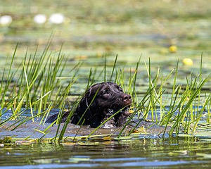 Otter Henry
