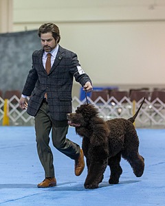 17 - GCH CH Quiet Storm My Boy's Wicked Smart  CGCA TKA (Bayes)