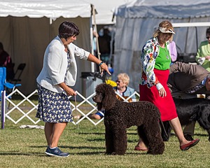 17 - GCH CHANTICO'S SHELTER FROM THE STORM RN XF MX CD RA AXJ (Reef)