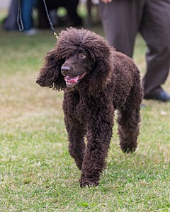 06 - CASTLEHILL'S WICKEDLY CUTE JOLENE CGCA TKP RAE B