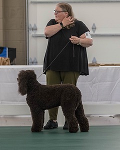 38 - GCH WHISTLESTOP'S ABRACADABRA RN CGC