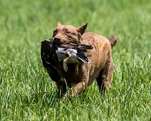 20170603-SEAL-0037.jpg