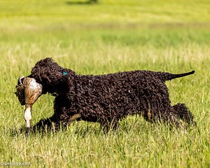 Ghillie