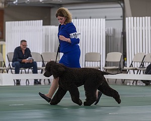 35 - GCHB CH FLINTCREST FULL MONTY (Jonny)
