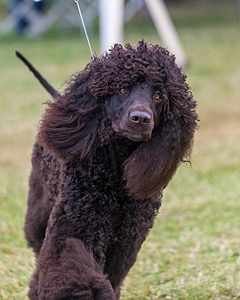 24 - GCH POOLE'S IDE SAY NO MORE CD RN CGC