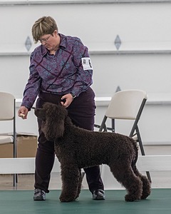62 - GCH ALL GREEN WI' ENVY V ALPHA NORDIC CD RE DS RATN (Jade)
