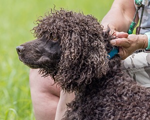 Ghillie Kezer