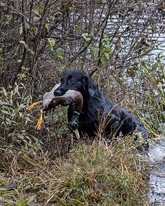 Gunner McCluer