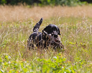 Missy Horn