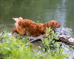 River Amidon