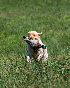 Robbie Bayha-Gossett