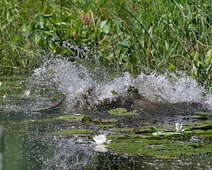 20130810-JHW-0030.jpg