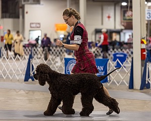 12 - GCH EPIK'S IN OMNIA PARATUS CGC ATT BCAT (Myna)