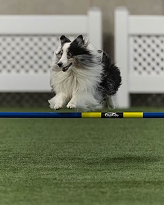 Stormy Dabrowski