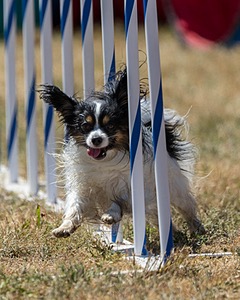 20160618-CCKC-2062.jpg