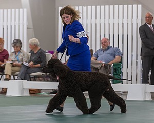 35 - GCHB CH FLINTCREST FULL MONTY (Jonny)