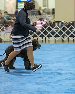 30 - GCH CH Chantico's Spirit In The Surf JH CD RA OA OAJ  NF (Selchie)