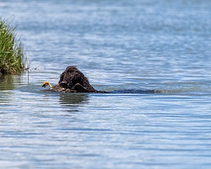 Ghillie
