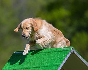 Ollie Erbe