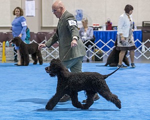 26 - CH Blackthorn 'N Nawedshoe's Sausalito Rose BCAT TKN (Rosie)