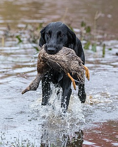 Cooper Westcot