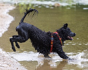 Ziva Hyres