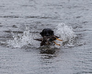 Splash
