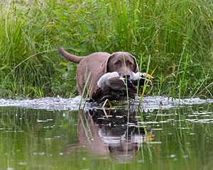 20130713-MHB2-0095.jpg