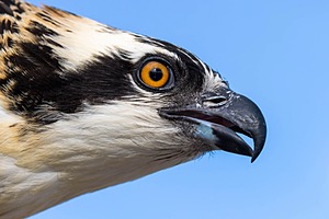 Osprey