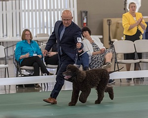 66 - GCH CH BLACKTHORN'S KEEVA CROMPTON AX AXJ XF RN CGC (Keeva)