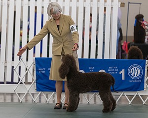 40 - GCH POOLE'S IDE BONNIE BROOK CD RE CGC (Bonnie)