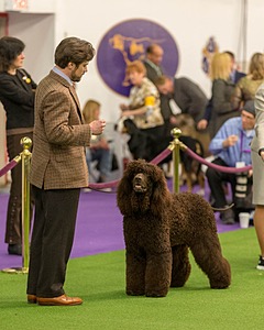 08 - GCH CH Quiet Storm My Boy's Wicked Smart CGCA TKA (Bayes)