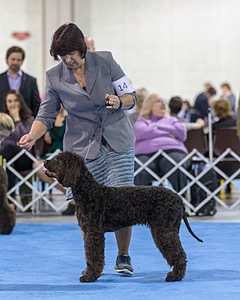 14 - Chantico's Super G O'Muddy Waters (Ghillie)