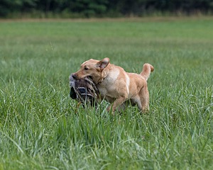 Ruger Brasier