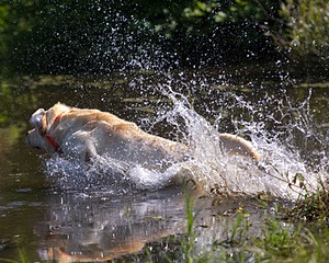 Stewart DePolo