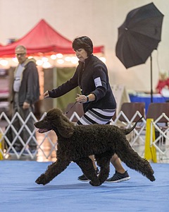 15 - GCH Am/Can CH Chantico's Shelter From the Storm Am/Can CD RN MX AJX OF DS (Reef)
