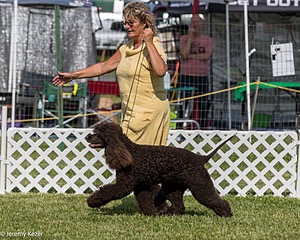 86 - GCH CH Chantico's The Power Of One (Allure)