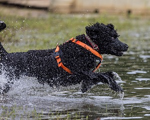 Venus Nickerson