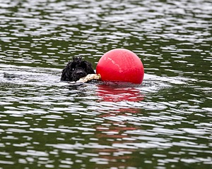 Boaty Bellicose
