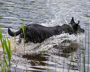 20170603-SHRW-1419.jpg