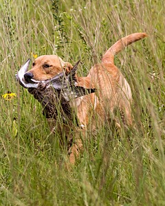 Dexter Mowers