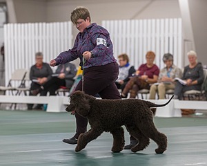 62 - GCH ALL GREEN WI' ENVY V ALPHA NORDIC CD RE DS RATN (Jade)