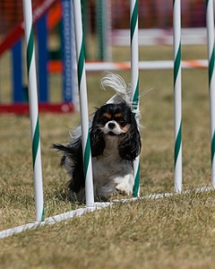 20150614-CCKC-1827.jpg